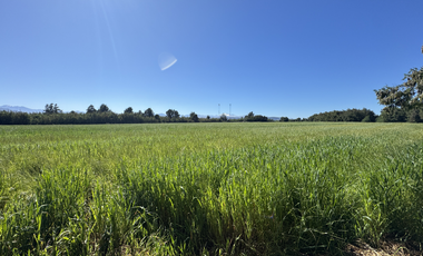 Campo agrícola con riego de 71,9 hectáreas comuna de Coihueco