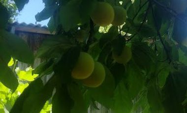 SE VENDE CASA CON TERRENO EN COMUNA DE MAULE, VILLA FRANCIA