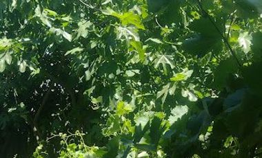 SE VENDE CASA CON TERRENO EN COMUNA DE MAULE, VILLA FRANCIA