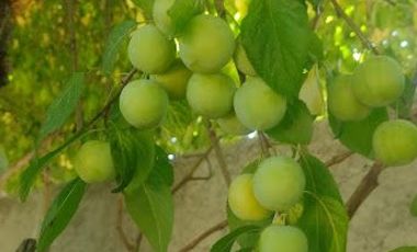 SE VENDE CASA CON TERRENO EN COMUNA DE MAULE, VILLA FRANCIA