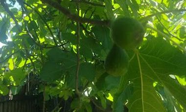 SE VENDE CASA CON TERRENO EN COMUNA DE MAULE, VILLA FRANCIA