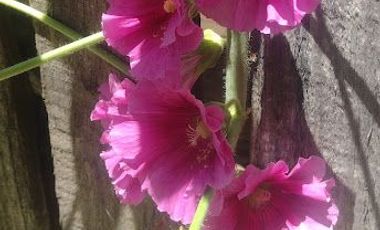 SE VENDE CASA CON TERRENO EN COMUNA DE MAULE, VILLA FRANCIA