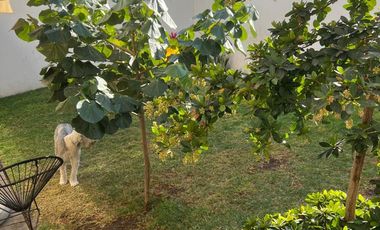 CASA EN RENTA EN CAÑADA DEL REFUGIO SUR