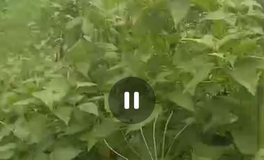 Dijual tanah dan ex gudang Jombang