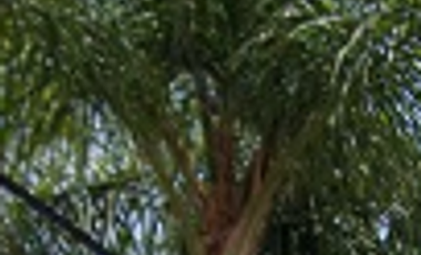 SE VENDE CASA EN RECUPERACION BANCARIA EN AJIJIC, CHAPALA, JALISCO ! SOLO CONTADO.