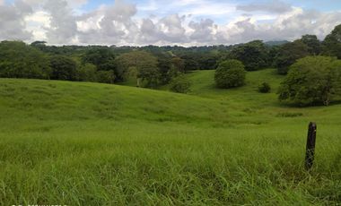 !NO PIERDAS LA OPORTUNIDAD DE INVERTIR! FINCAS GANADERAS EN MONTERÍA CÓRDOBA COLOMBIA.