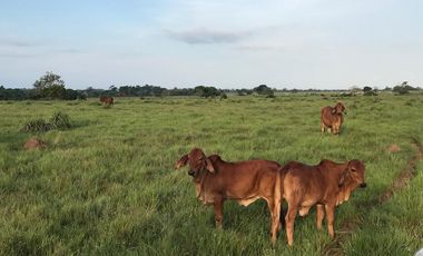 !NO PIERDAS LA OPORTUNIDAD DE INVERTIR! FINCAS GANADERAS EN MONTERÍA CÓRDOBA COLOMBIA.