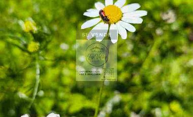 OPORTUNIDAD DE INVERSION, DESDE 6 MILLONES, PARCELAS DE 5.000 M2 CON ROL, COLCHAGUA