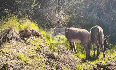 OPORTUNIDAD DE INVERSION, DESDE 6 MILLONES, PARCELAS DE 5.000 M2 CON ROL, COLCHAGUA