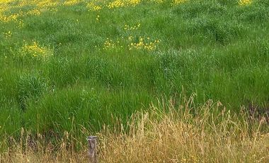 ✨ Oportunidad Única: Venta de Hacienda de 300 Hectáreas ✨