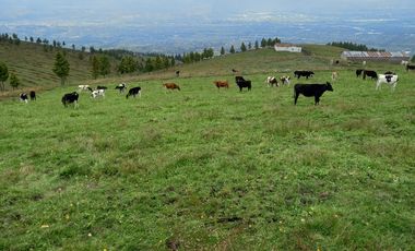 ✨ Oportunidad Única: Venta de Hacienda de 300 Hectáreas ✨