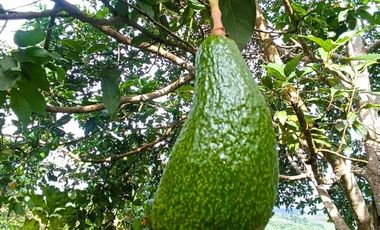 ¿No te parece que es el lugar perfecto para vivir o vacacionar sin estrés? Es una inversión en tu tranquilidad y salud.