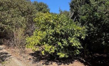 QUILPUÉ- LAS TERRAZAS DE LA RETUCA