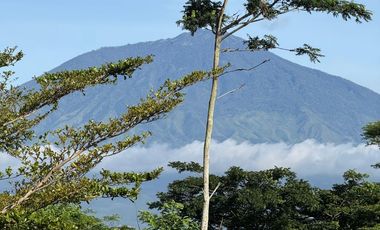 RUMAH ARAYA MALANG KAMPUS BINUS DI JUAL CEPAT BUTUH UANG BU