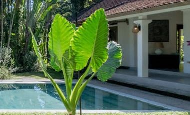 Villa Ubud bali, murah, harga di bawah pasar