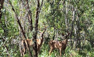 RANCHO EN VENTA EN GRAL TERAN, NUEVO LEON, TIERRAS MUY FERTILES, ABUNDANTE AGUA, FLORA Y FAUNA, 208 HAS, CERCANO AL CENTRO DEL MUNICIPIO, $  ESPECIAL