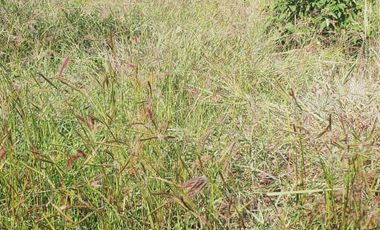 RANCHO EN VENTA EN GRAL TERAN, NUEVO LEON, TIERRAS MUY FERTILES, ABUNDANTE AGUA, FLORA Y FAUNA, 208 HAS, CERCANO AL CENTRO DEL MUNICIPIO, $  ESPECIAL