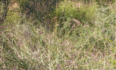 RANCHO EN VENTA EN GRAL TERAN, NUEVO LEON, TIERRAS MUY FERTILES, ABUNDANTE AGUA, FLORA Y FAUNA, 208 HAS, CERCANO AL CENTRO DEL MUNICIPIO, $  ESPECIAL