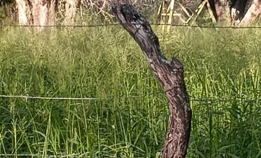 RANCHO EN VENTA EN GRAL TERAN, NUEVO LEON, TIERRAS MUY FERTILES, ABUNDANTE AGUA, FLORA Y FAUNA, 208 HAS, CERCANO AL CENTRO DEL MUNICIPIO, $  ESPECIAL