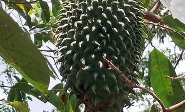 VENTA   DE CASA DE 4 PISOS – BALCONES DE TACHINA, ESMERALDAS