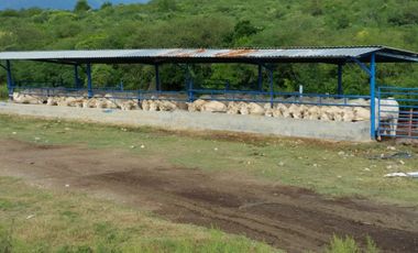 RANCHO EN VENTA EN CADEREYTA JIMENEZ, NUEVO LEON, ACTUALMENTE OPERANDO,TIERRAS MUY FERTILES, ABUNDANTE AGUA, FLORA Y FAUNA, 76.52 HAS,