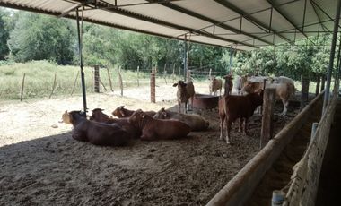 RANCHO EN VENTA EN CADEREYTA JIMENEZ, NUEVO LEON, ACTUALMENTE OPERANDO,TIERRAS MUY FERTILES, ABUNDANTE AGUA, FLORA Y FAUNA, 76.52 HAS,