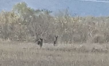 RANCHO EN VENTA EN CADEREYTA JIMENEZ, NUEVO LEON, ACTUALMENTE OPERANDO,TIERRAS MUY FERTILES, ABUNDANTE AGUA, FLORA Y FAUNA, 76.52 HAS,