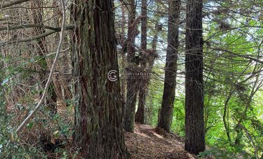 PARCELA CON CABAÑA U-55