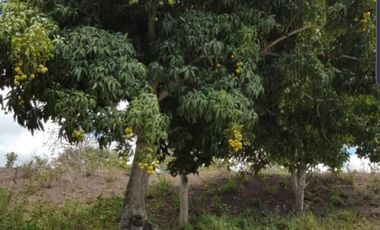 Lote de venta en yunguilla santa isabel, malapamba entrada a pata pata. a 1 hora de cuenca