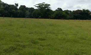 VENDO FINCA TAMALAMEQUE CESAR 263 HECTAREAS A 14 KM DE PELAYA