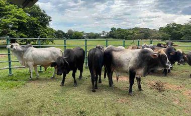 VENDO FINCA TAMALAMEQUE CESAR 263 HECTAREAS A 14 KM DE PELAYA