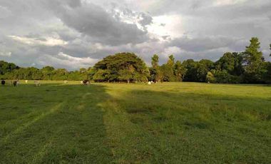 VENDO FINCA TAMALAMEQUE CESAR 263 HECTAREAS A 14 KM DE PELAYA