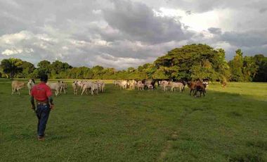VENDO FINCA TAMALAMEQUE CESAR 263 HECTAREAS A 14 KM DE PELAYA