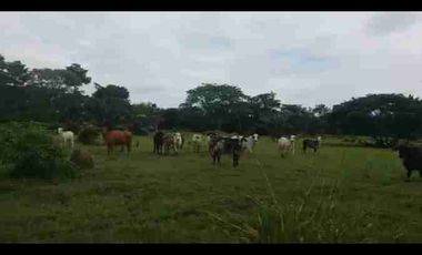 VENDO FINCA TAMALAMEQUE CESAR 263 HECTAREAS A 14 KM DE PELAYA