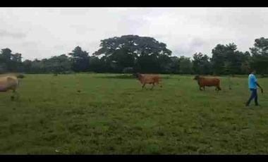 VENDO FINCA TAMALAMEQUE CESAR 263 HECTAREAS A 14 KM DE PELAYA