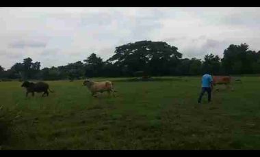 VENDO FINCA TAMALAMEQUE CESAR 263 HECTAREAS A 14 KM DE PELAYA