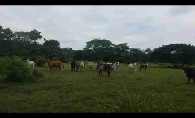 VENDO FINCA TAMALAMEQUE CESAR 263 HECTAREAS A 14 KM DE PELAYA