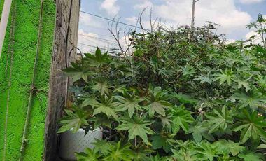 TERRENO CERCA DEL CENTRO DE TLAHUA COLONIA LA HABANA