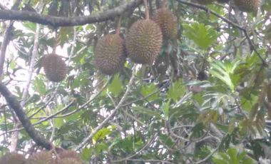 DIJUAL TEMPAT WISATA LENGKAP VILLA DAN KEBUN DURIAN BUKIT FLORA RAYA PASURUAN NEGO SAMPAI DEAL