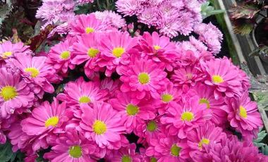 DIJUAL TEMPAT WISATA LENGKAP VILLA DAN KEBUN DURIAN BUKIT FLORA RAYA PASURUAN NEGO SAMPAI DEAL