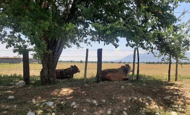 RANCHO EN VENTA EN CADEREYTA JIMENEZ, NUEVO LEON, ZONA EL SAUZ, TIERRA MUY FERTIL, ABUNDANTE AGUA, FLORA Y FAUNA, 90 HAS, CERCANO A CADEREYTA Y JUAREZ