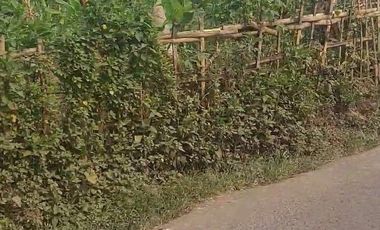 120 Tumbak Tanah Kebun Datar & Strategis, Batujajar Timur, Bandung Barat