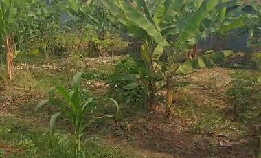 120 Tumbak Tanah Kebun Datar & Strategis, Batujajar Timur, Bandung Barat