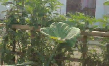 120 Tumbak Tanah Kebun Datar & Strategis, Batujajar Timur, Bandung Barat