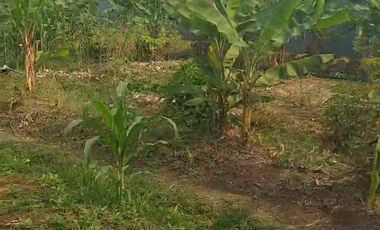 120 Tumbak Tanah Kebun Datar & Strategis, Batujajar Timur, Bandung Barat