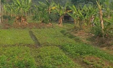 120 Tumbak Tanah Kebun Datar & Strategis, Batujajar Timur, Bandung Barat