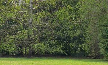 Parcela 1 hectárea con casa a orilla de carretera en Lican Ray