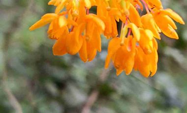 Parcela 1 hectárea con casa a orilla de carretera en Lican Ray