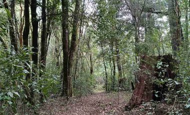 Parcela 1 hectárea con casa a orilla de carretera en Lican Ray