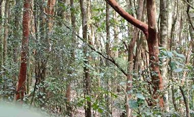 Parcela 1 hectárea con casa a orilla de carretera en Lican Ray